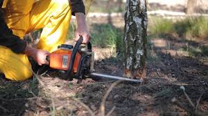 How Our Tree Care Process Works  in  Lordstown, OH