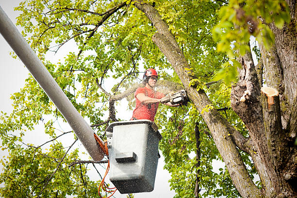 Best Tree Maintenance Programs  in Lordstown, OH